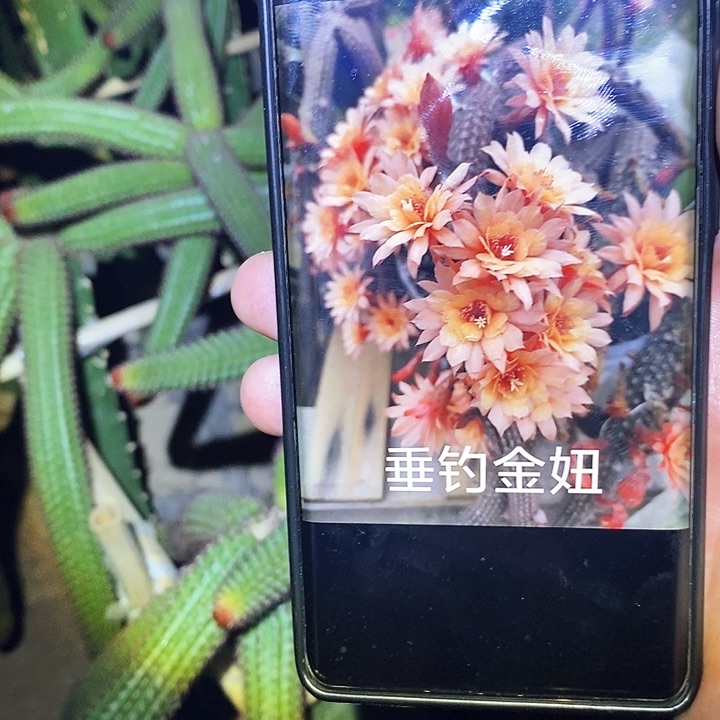 垂钓金妞 枝条 20—25公分