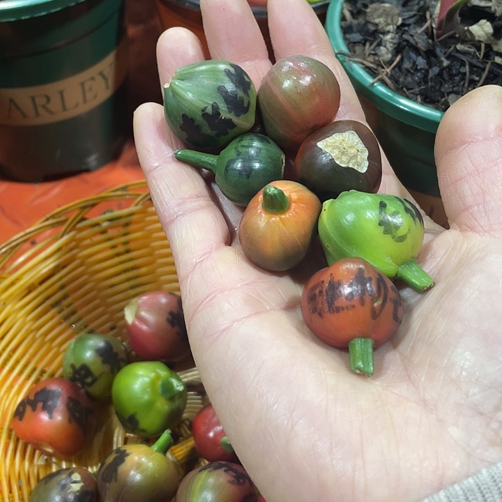 白***8完全开放君子兰四季开花稀释甲醛