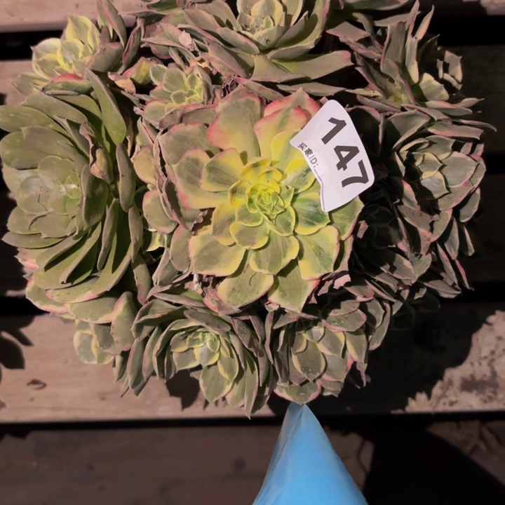 147粉海王多肉植物