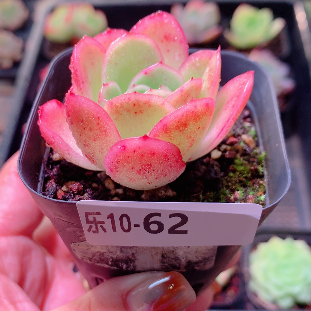 乐然10-62 冰玫瑰 