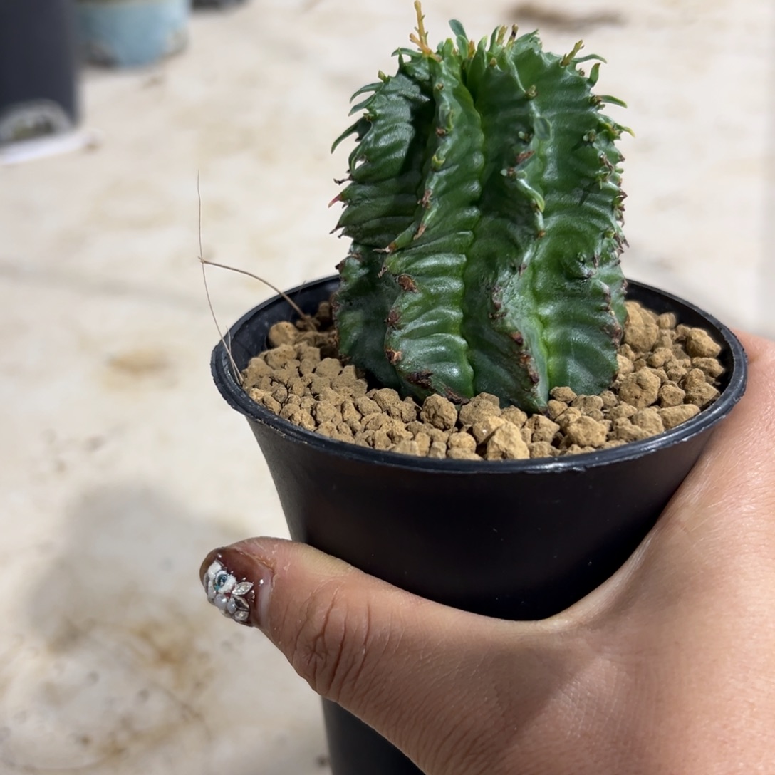 欧洲白依指纹wwwwwwwwww