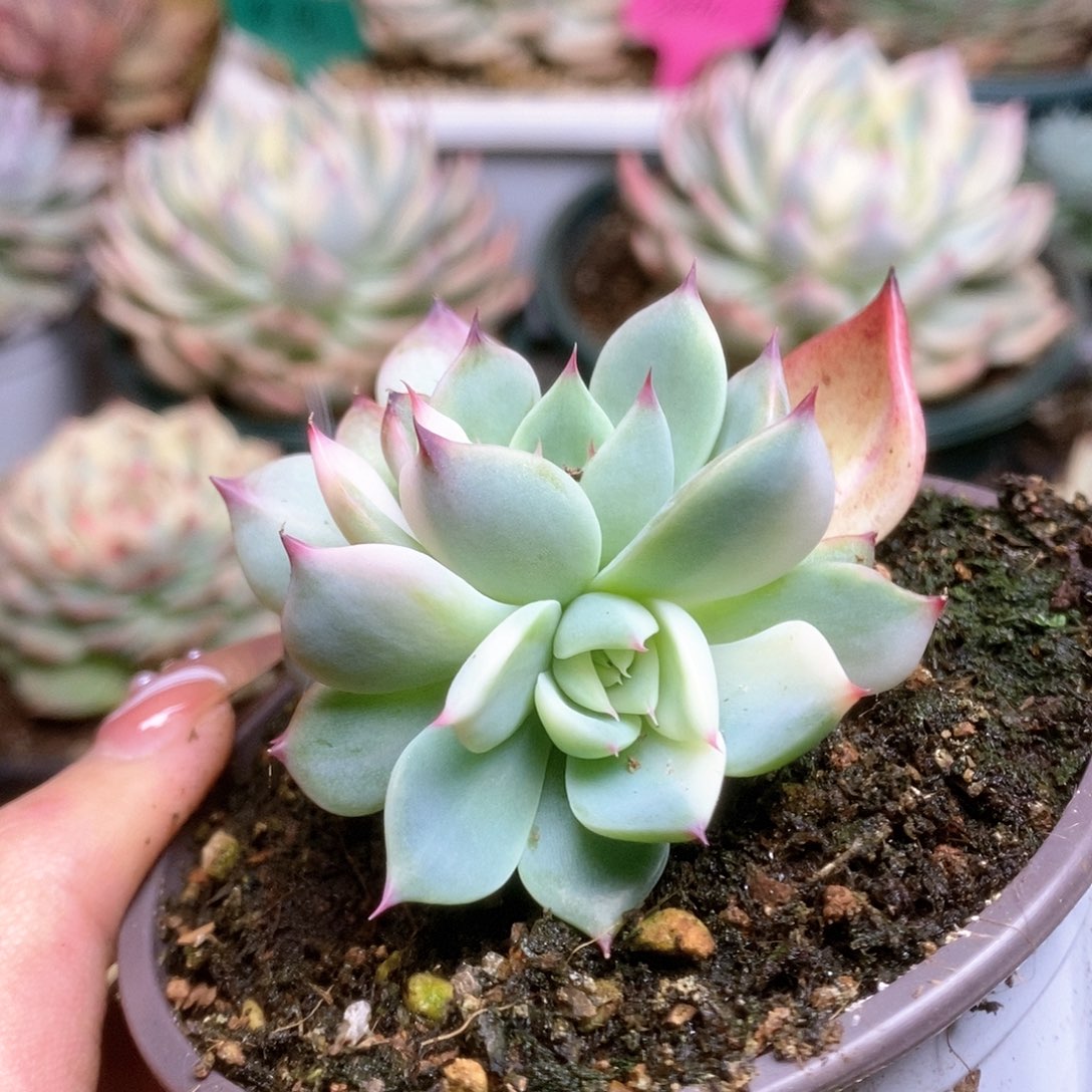 142锦锦锦锦锦锦锦锦