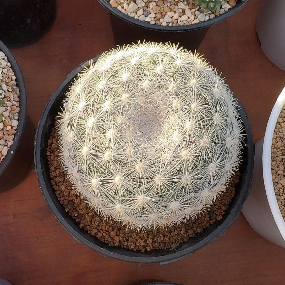 满月仙人球123456