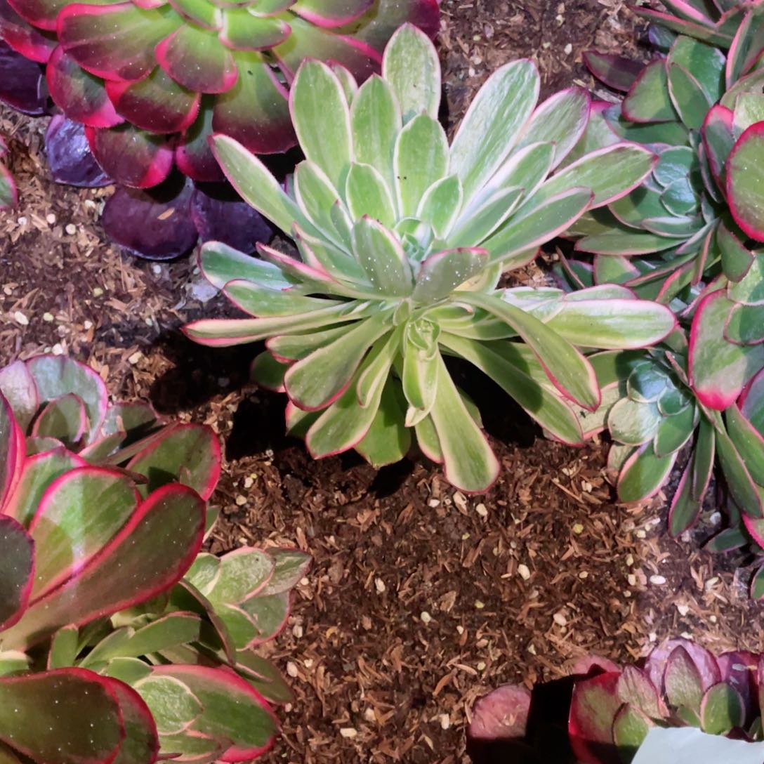 多肉植物海王184