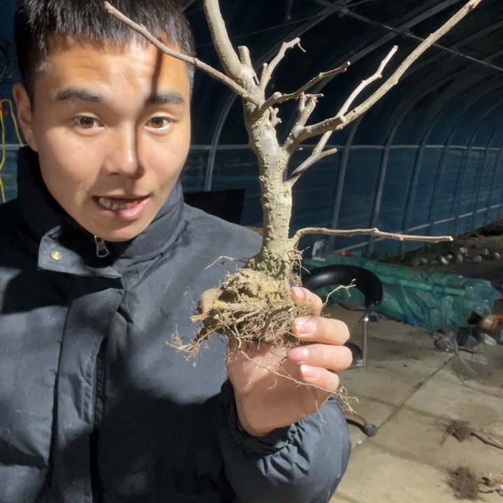 大花彩玉海棠花一颗苗