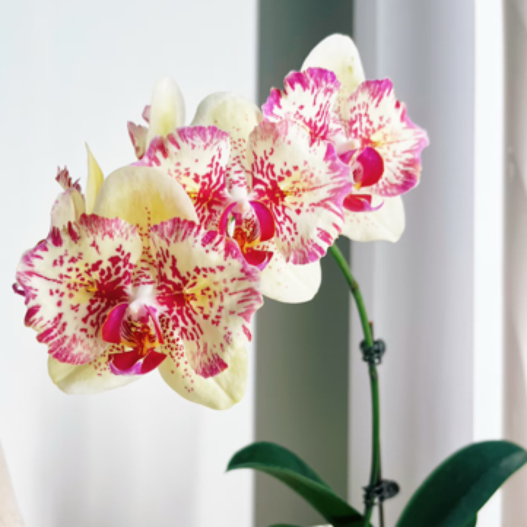 麒麟 两眼蕾丝变异｜3.0寸蝴蝶兰花苗 稀有品种