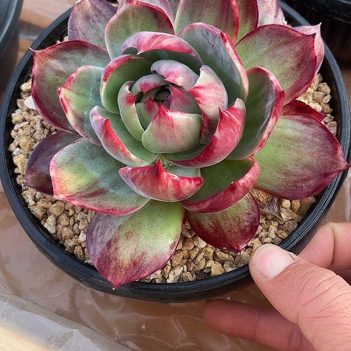 惊鸿仙子多肉植物6889