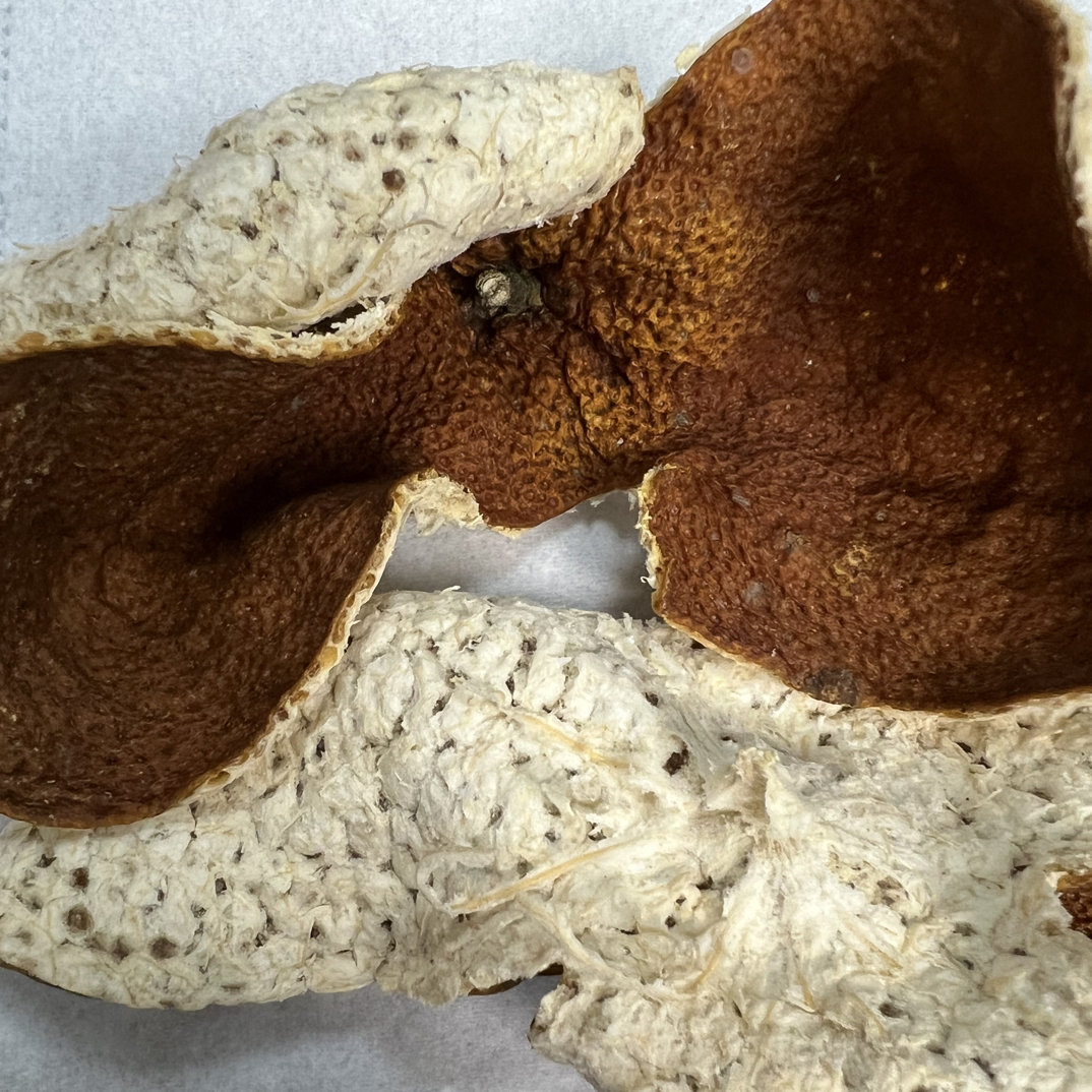 (活动专属链接)新会核心产区陈皮自然生晒甜润醇厚