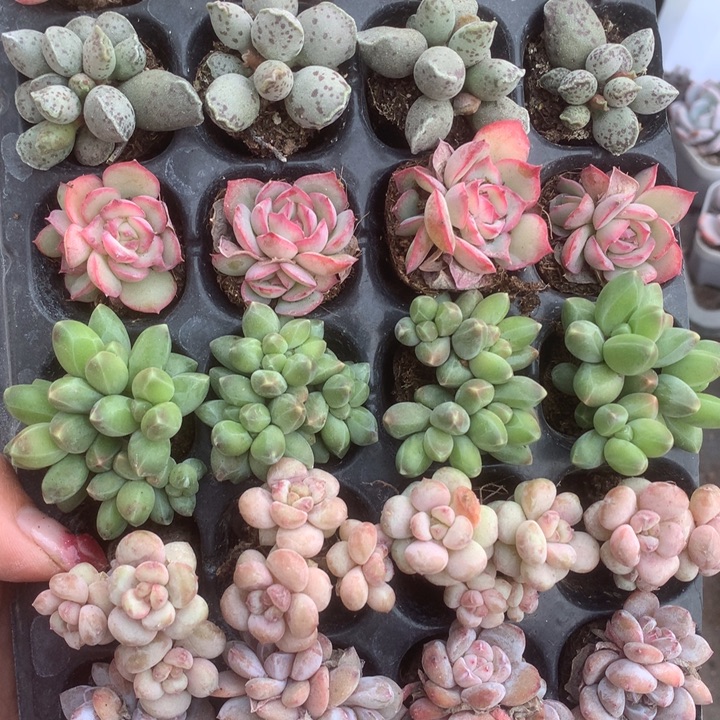 海豹子10颗。（满9.99包邮不满9.99发叶子）