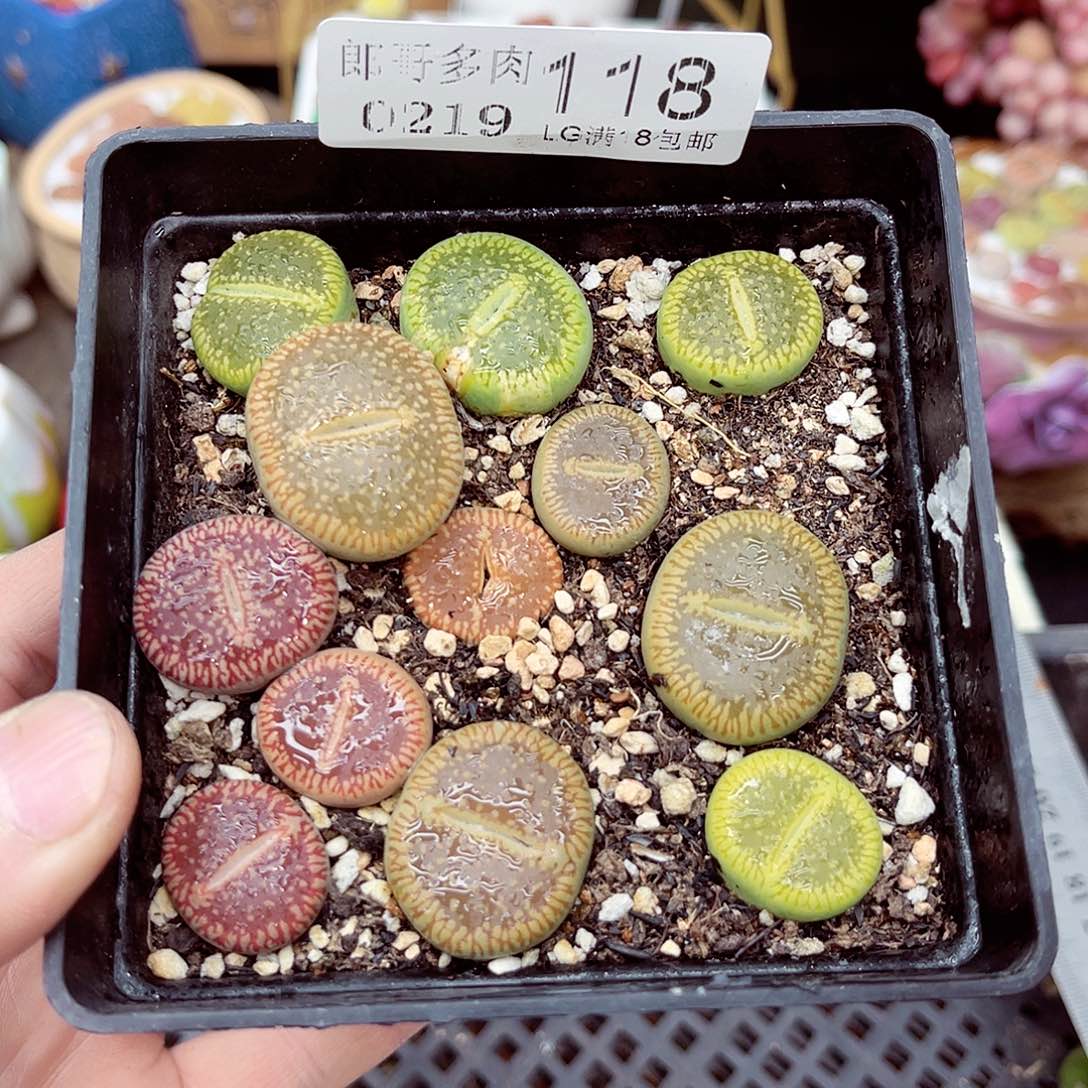 郎哥多肉生石花19-118