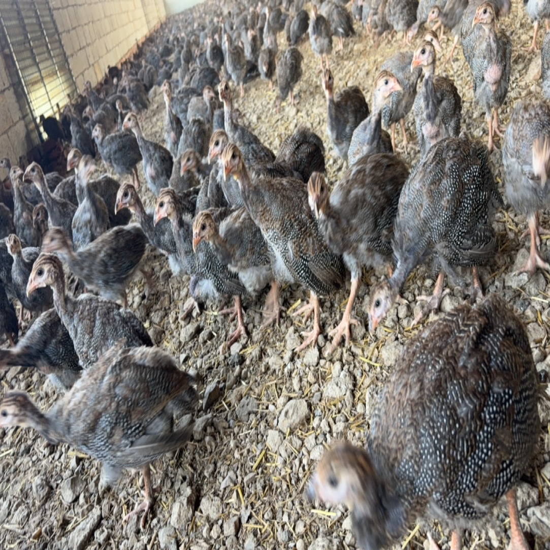 1.4斤珍珠鸡4只起发