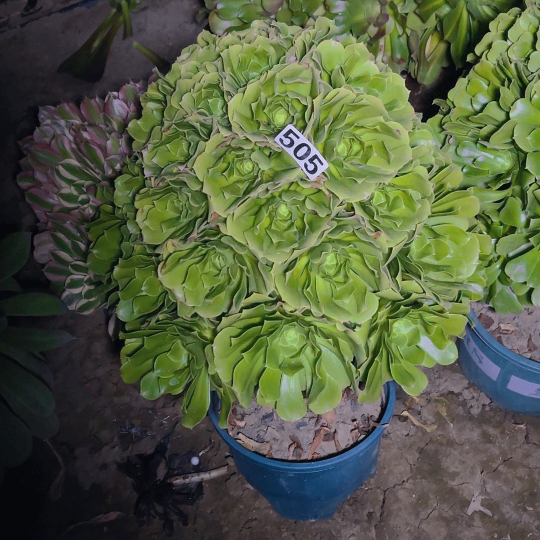 法师法师13-20包邮法师