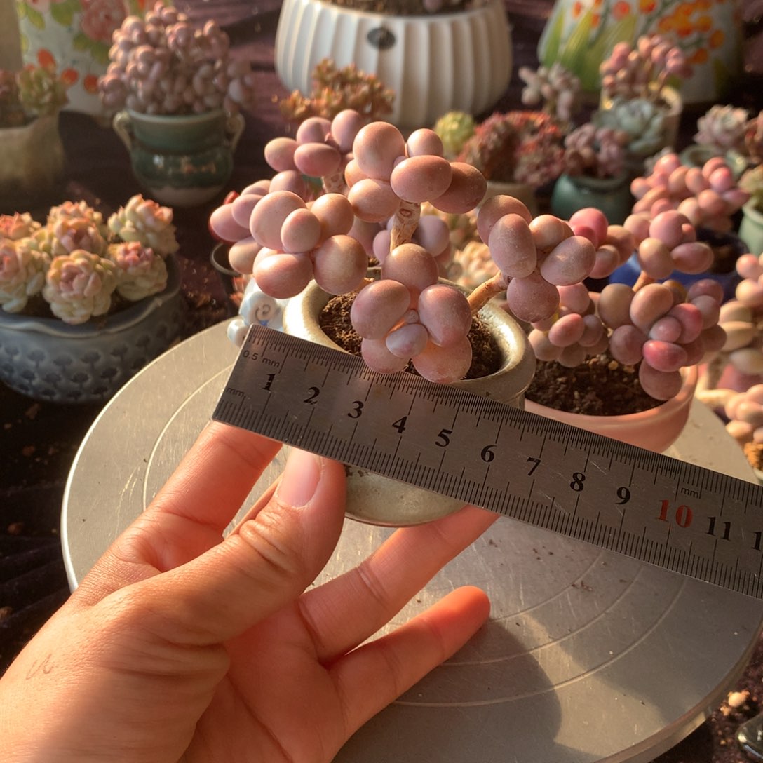 70号不带盆偏远的不bao you de