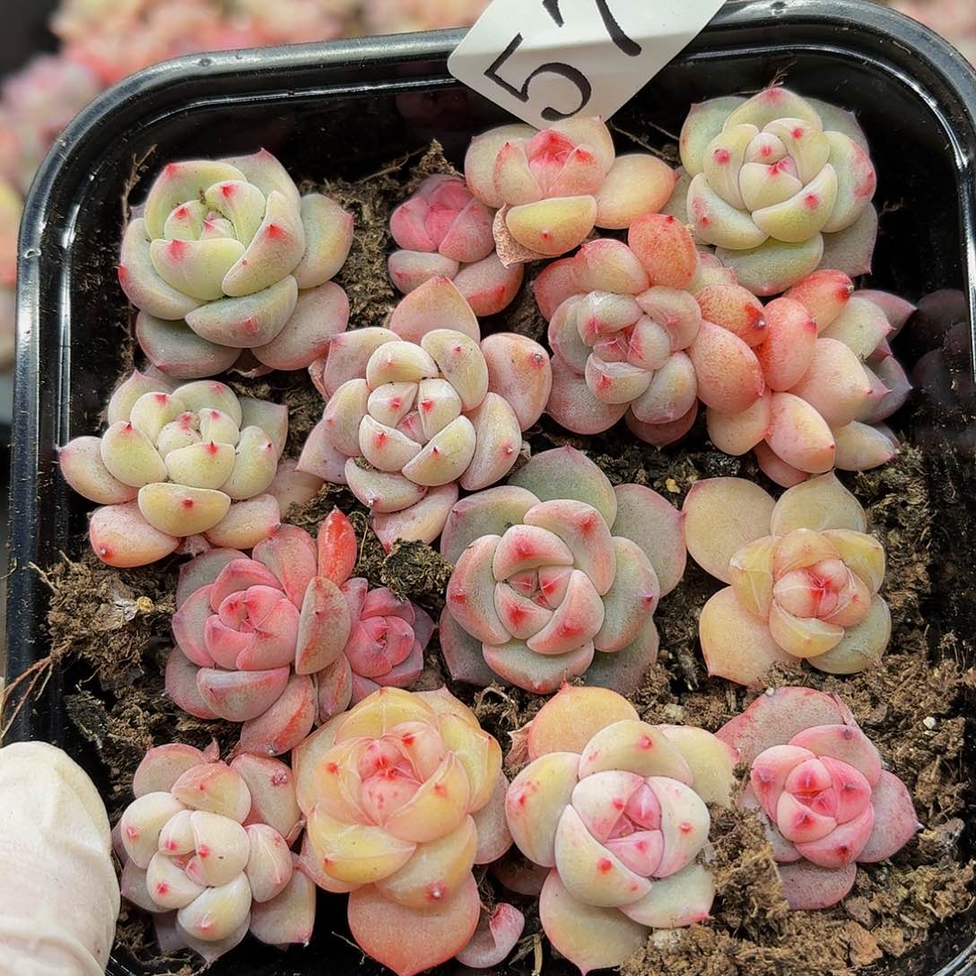 多肉植物多肉植物574