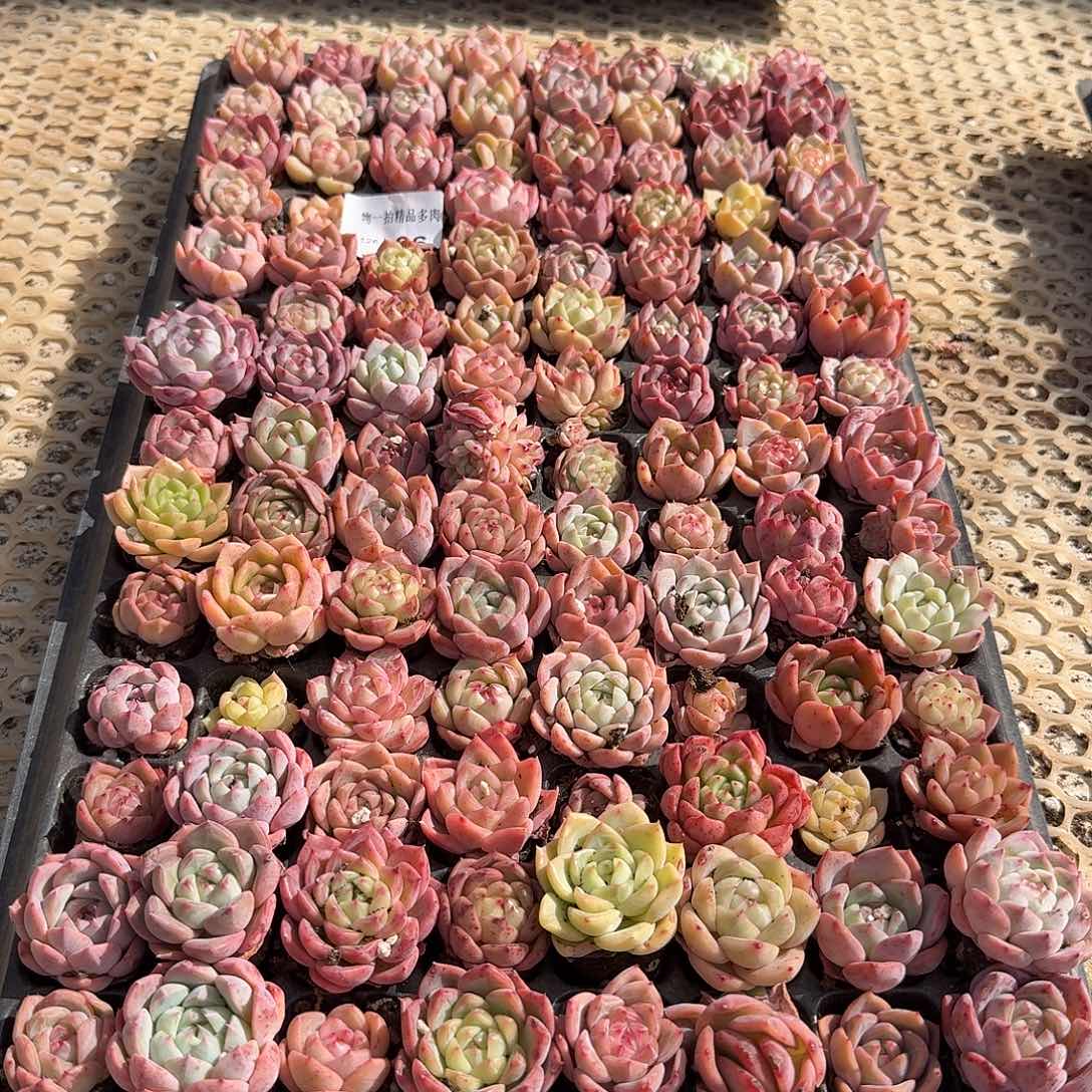 星***乐1126-06多肉组合框拍