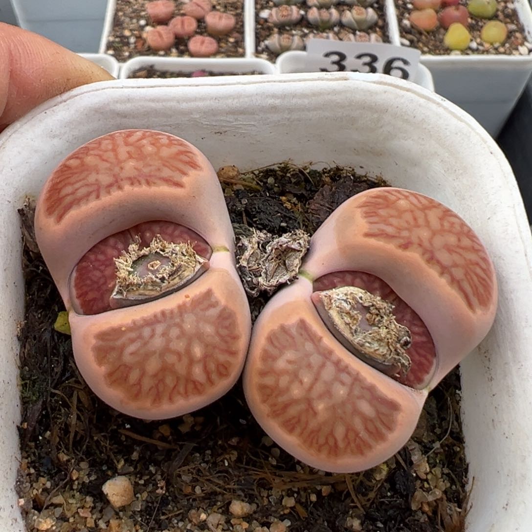 2.22好看的多肉386