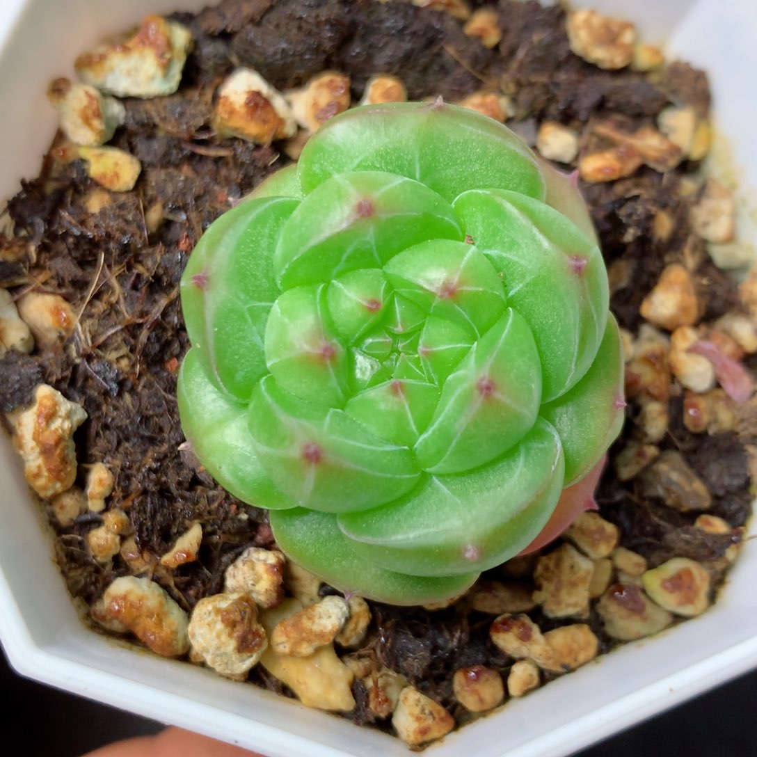 21 精品多肉一物一拍