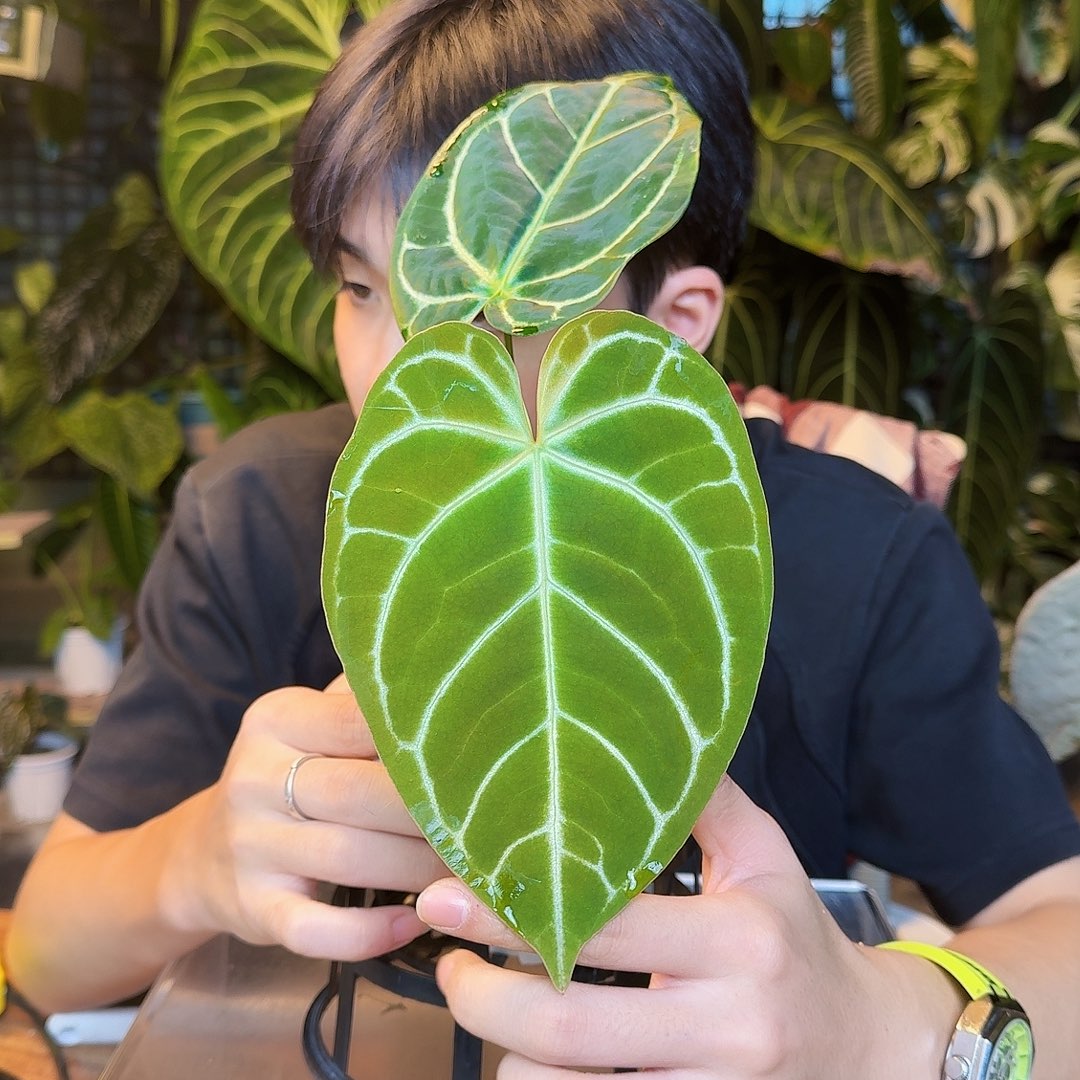 完全开放Z67华丽杂南美黑水晶