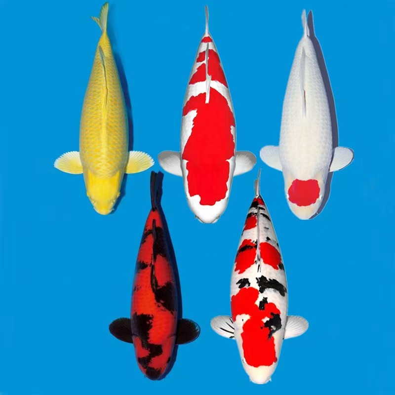 锦鲤鱼友自己玩不包邮