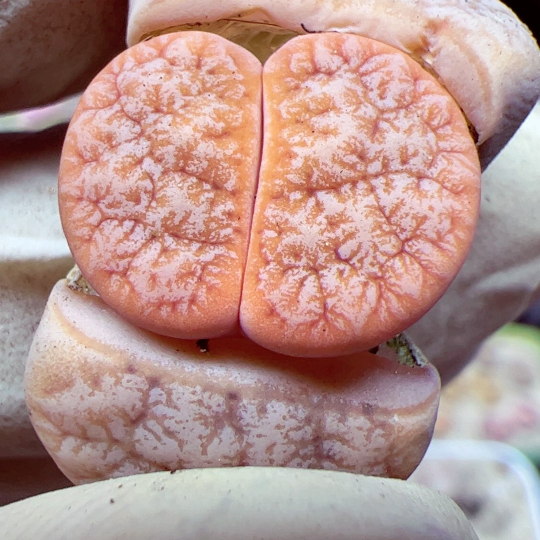 113 111优秀的肉肉