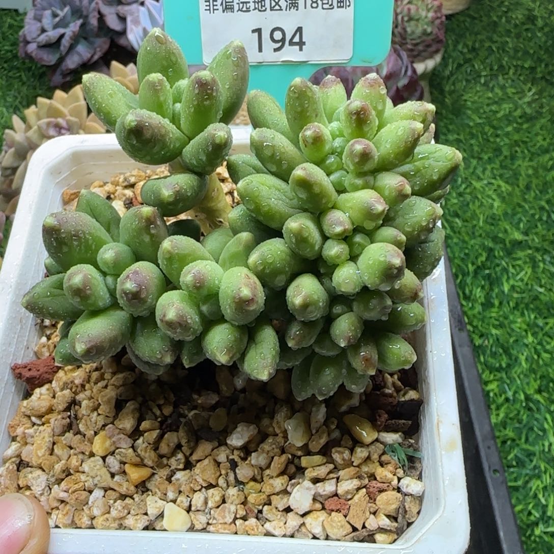 唐二姐多肉编号194