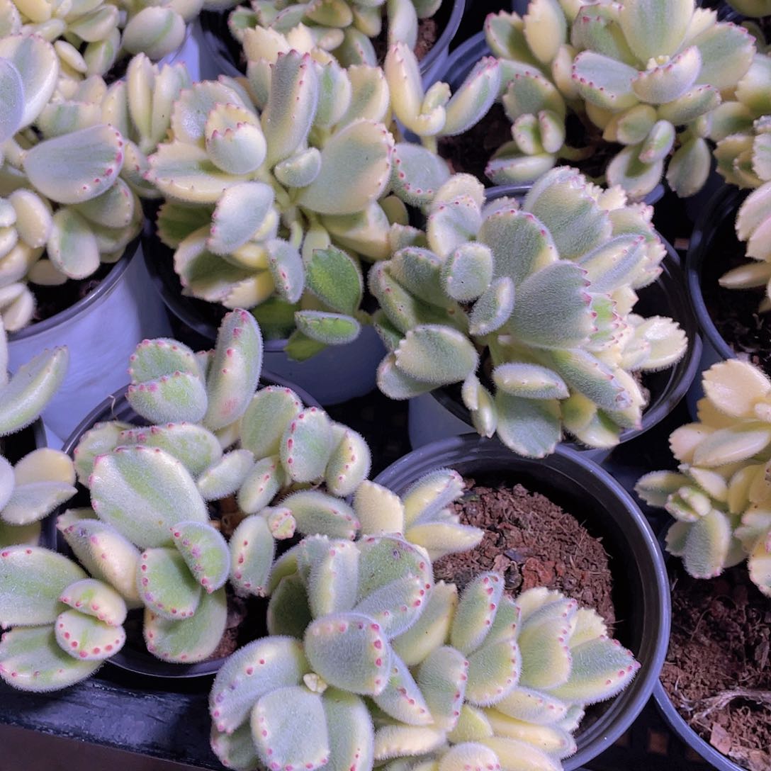 1350号 白熊熊童子多头群一颗