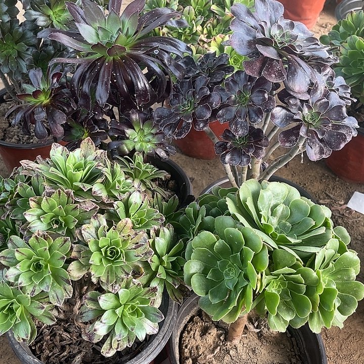 4棵玫瑰玫瑰玫瑰玫瑰