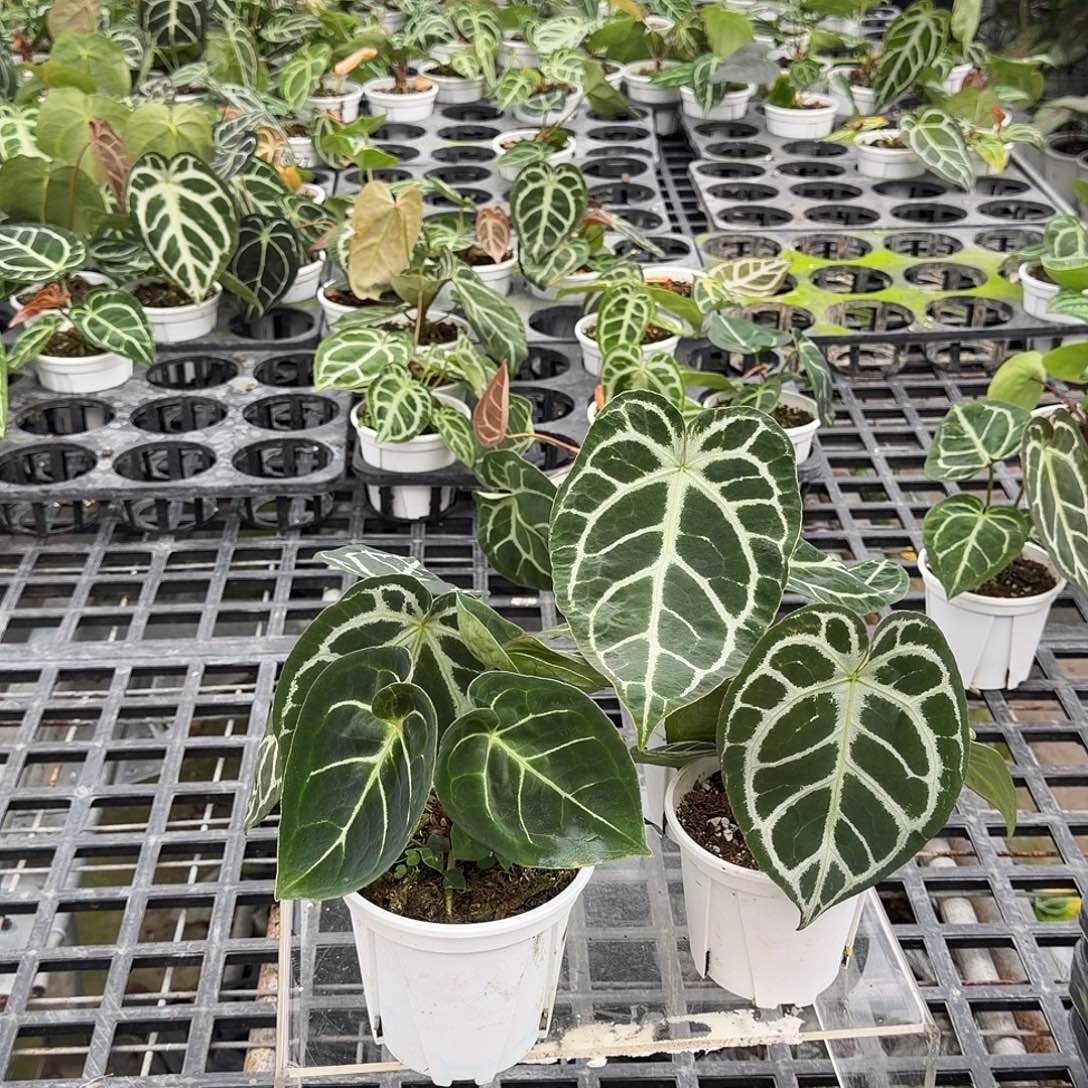 完全开放F918无售后