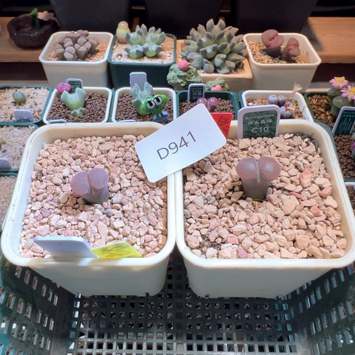 941。星辰兔兔c10专拍