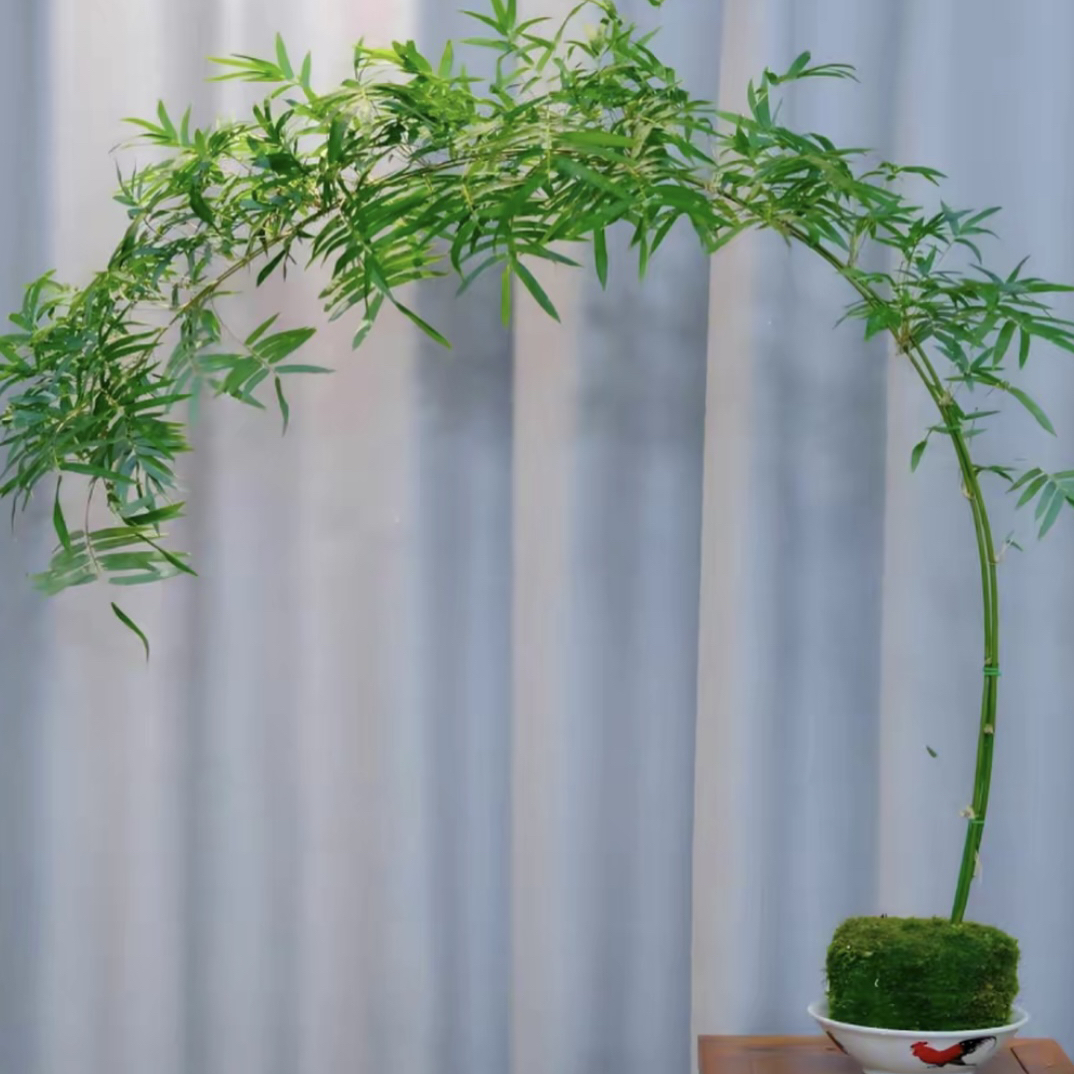 精品高杆飘枝红观音竹室内茶室桌面水培四季常青绿植盆栽