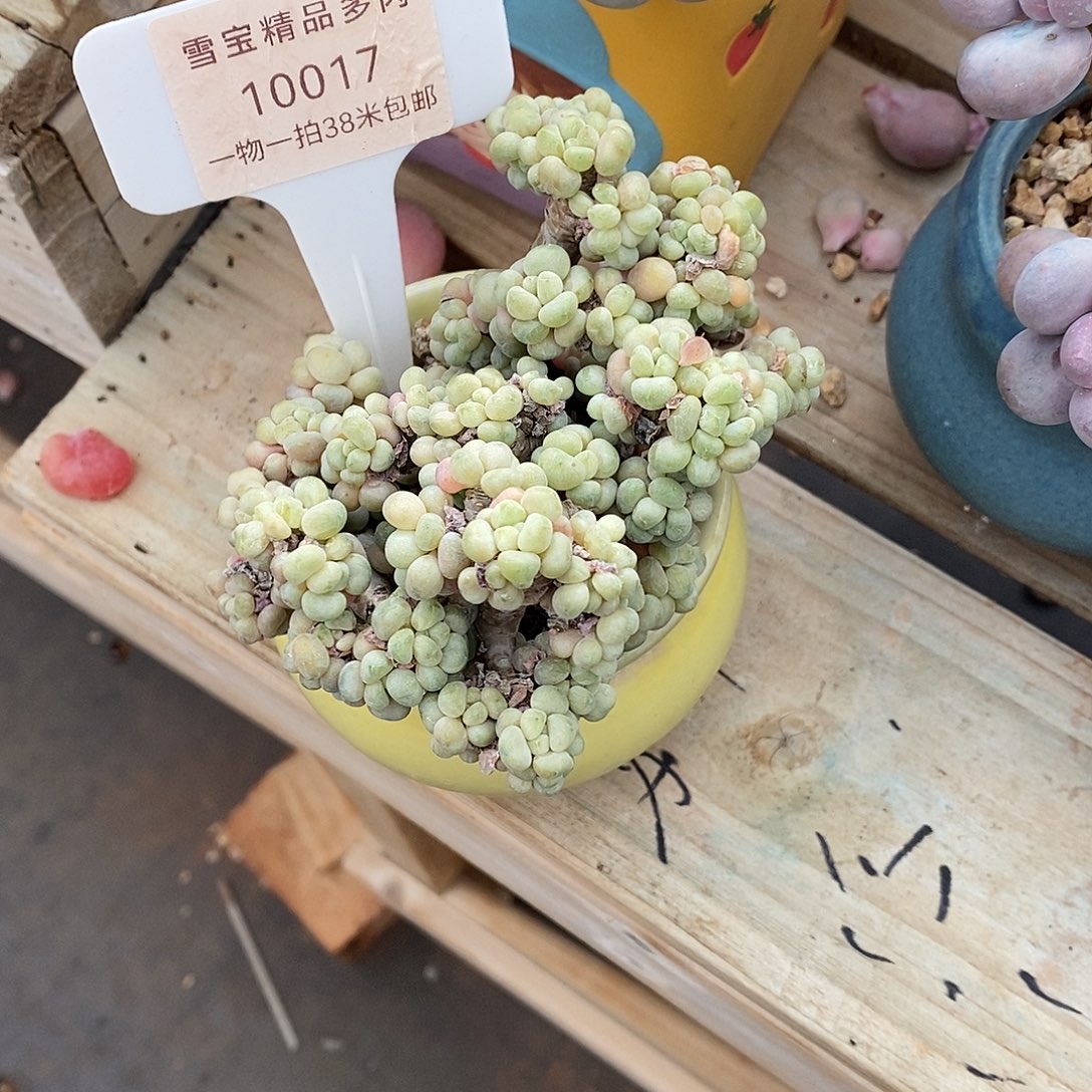 017摸上去哦就烧烤了门卫