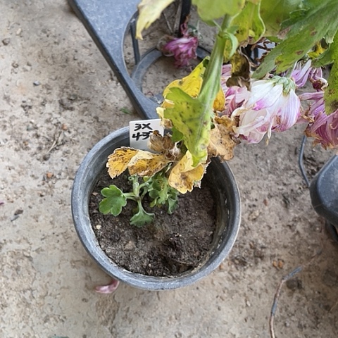 完全开放3x437大苗