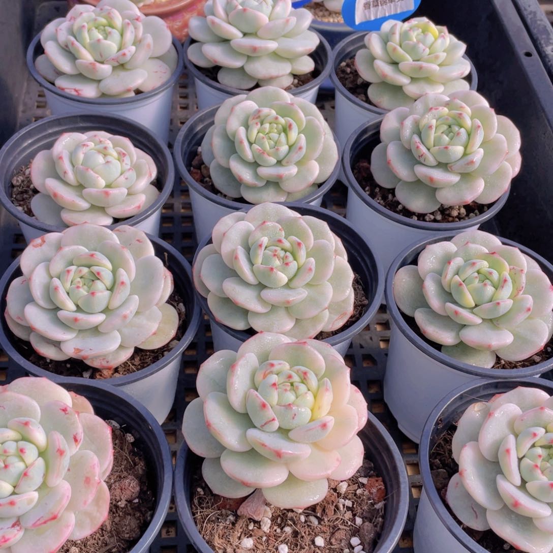 量拍25号 香草锦单头一个