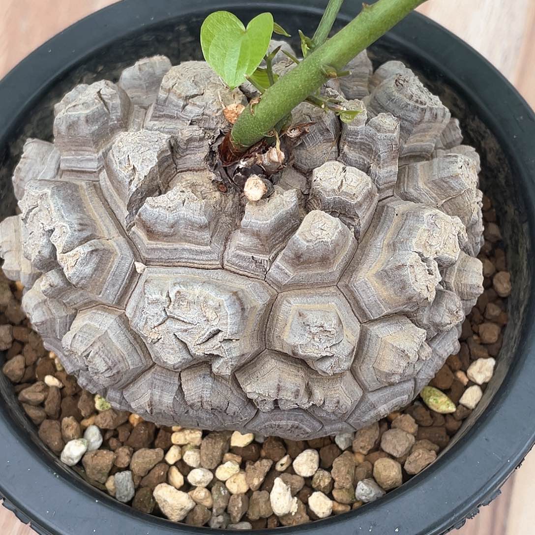 609号日系剑甲龟10.2公分带瑕