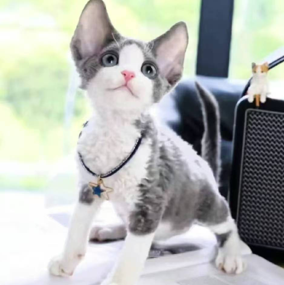 德文卷毛猫专属链接询问