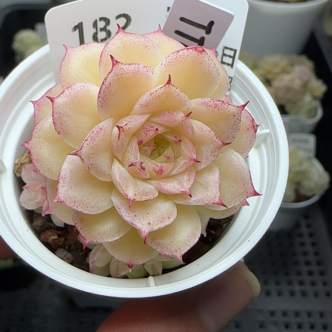 0216-182（TTP-97）