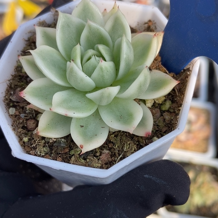 533蝴蝶飞锦多肉植物保护