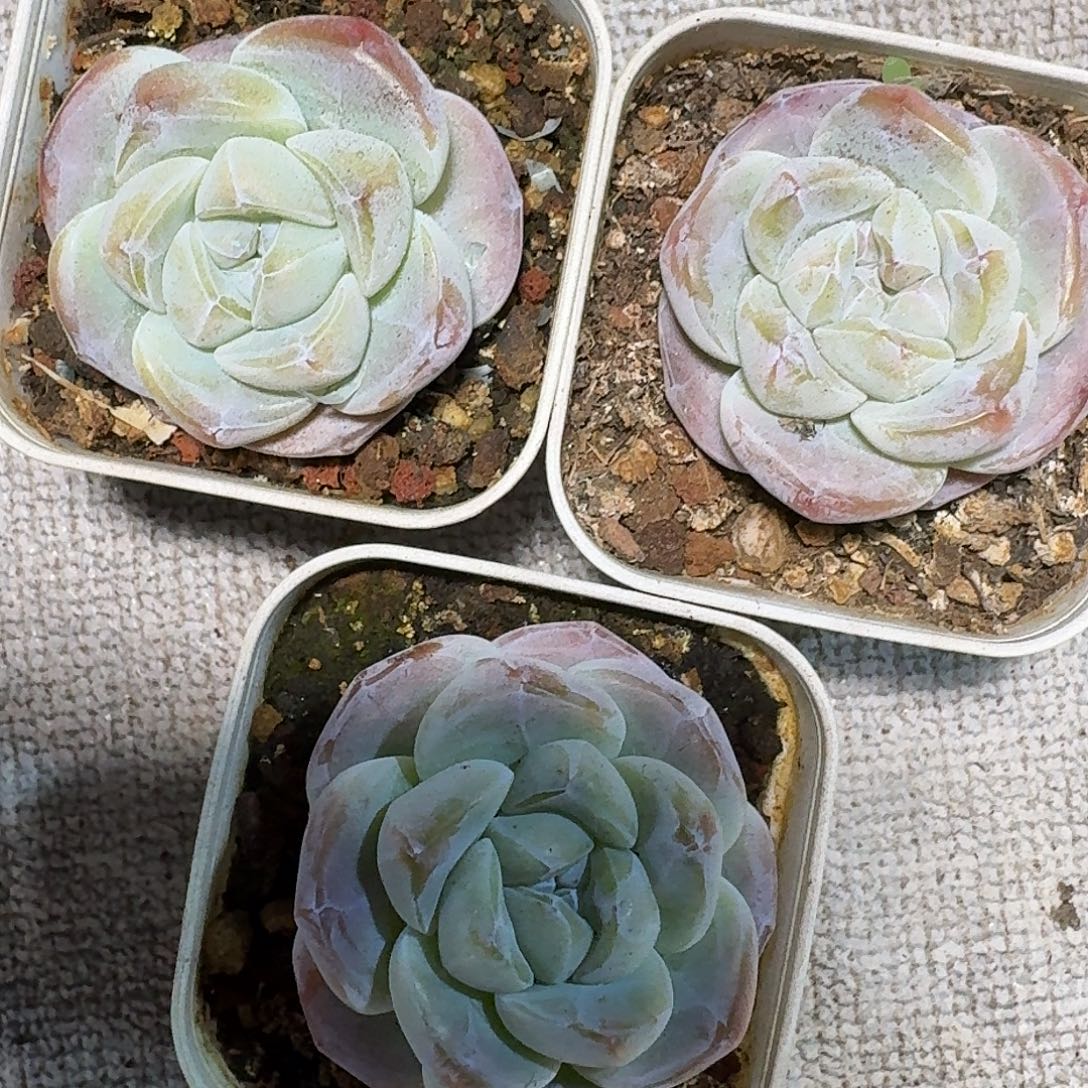 冰玉。  单头。     