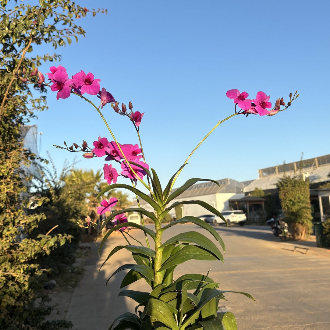 大盆朝阳石斛兰 石斛好养花期长 