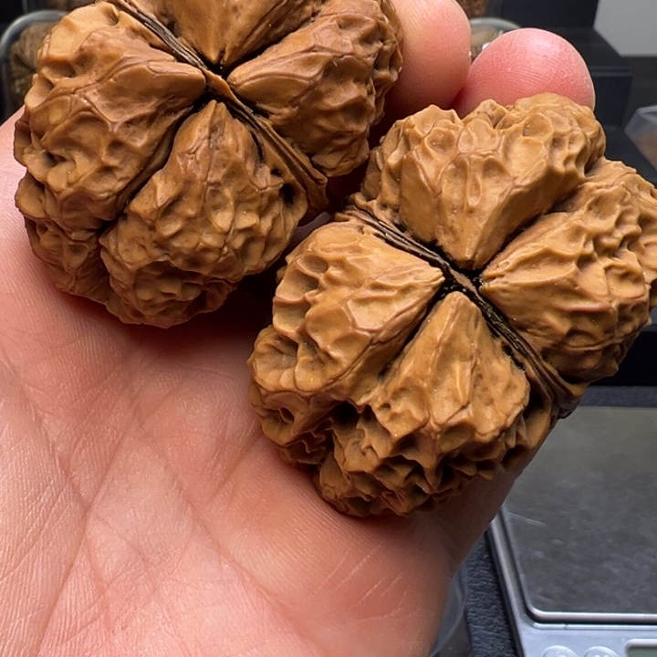 文玩核桃把件苍龙古蟾50mm