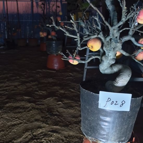 无花朵游龙苹果盆景