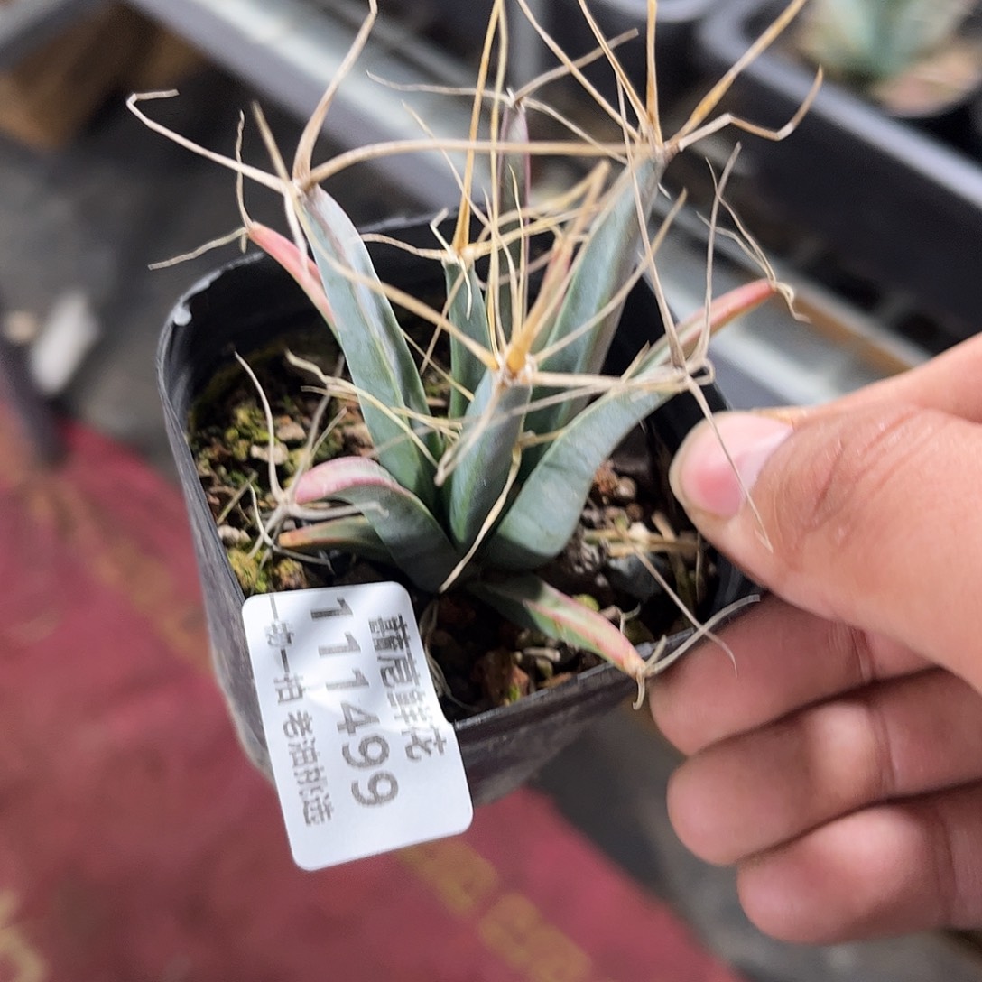 宇***秀111499一物一拍单头发