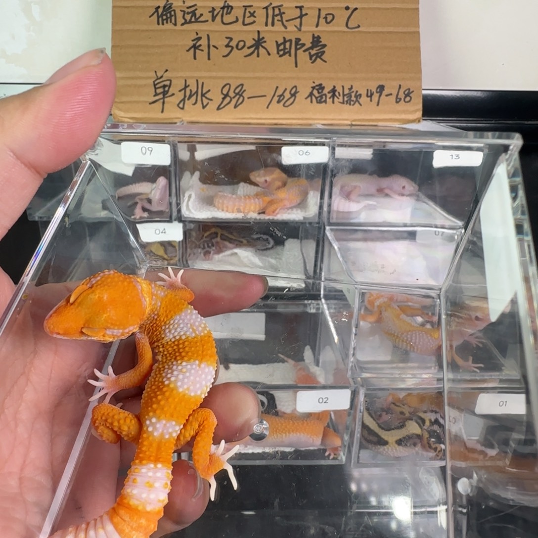 豹纹守宫阳光妹妹