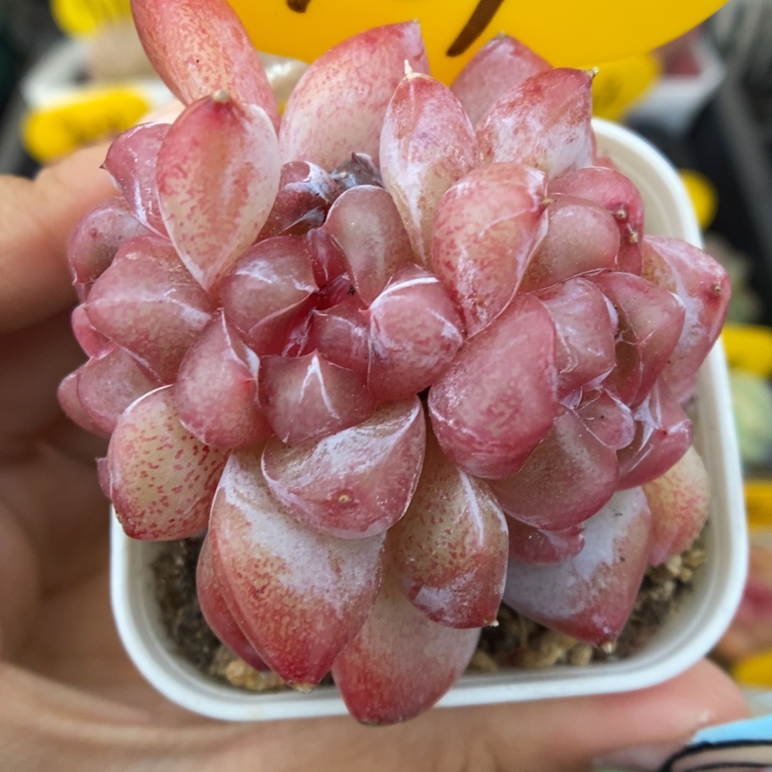 粉钻心珍妮朵朵954号