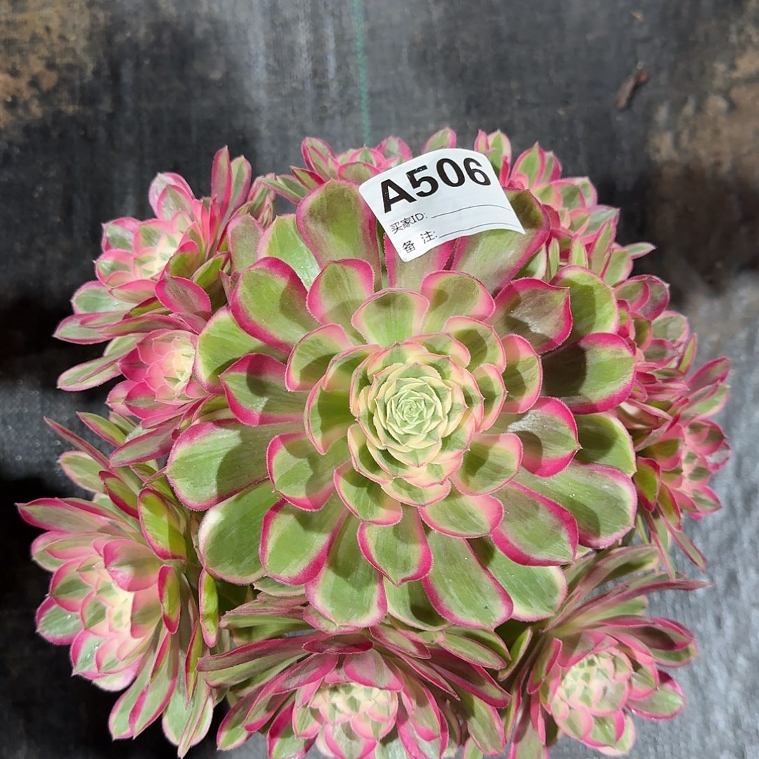 孔雀翎多肉法师506