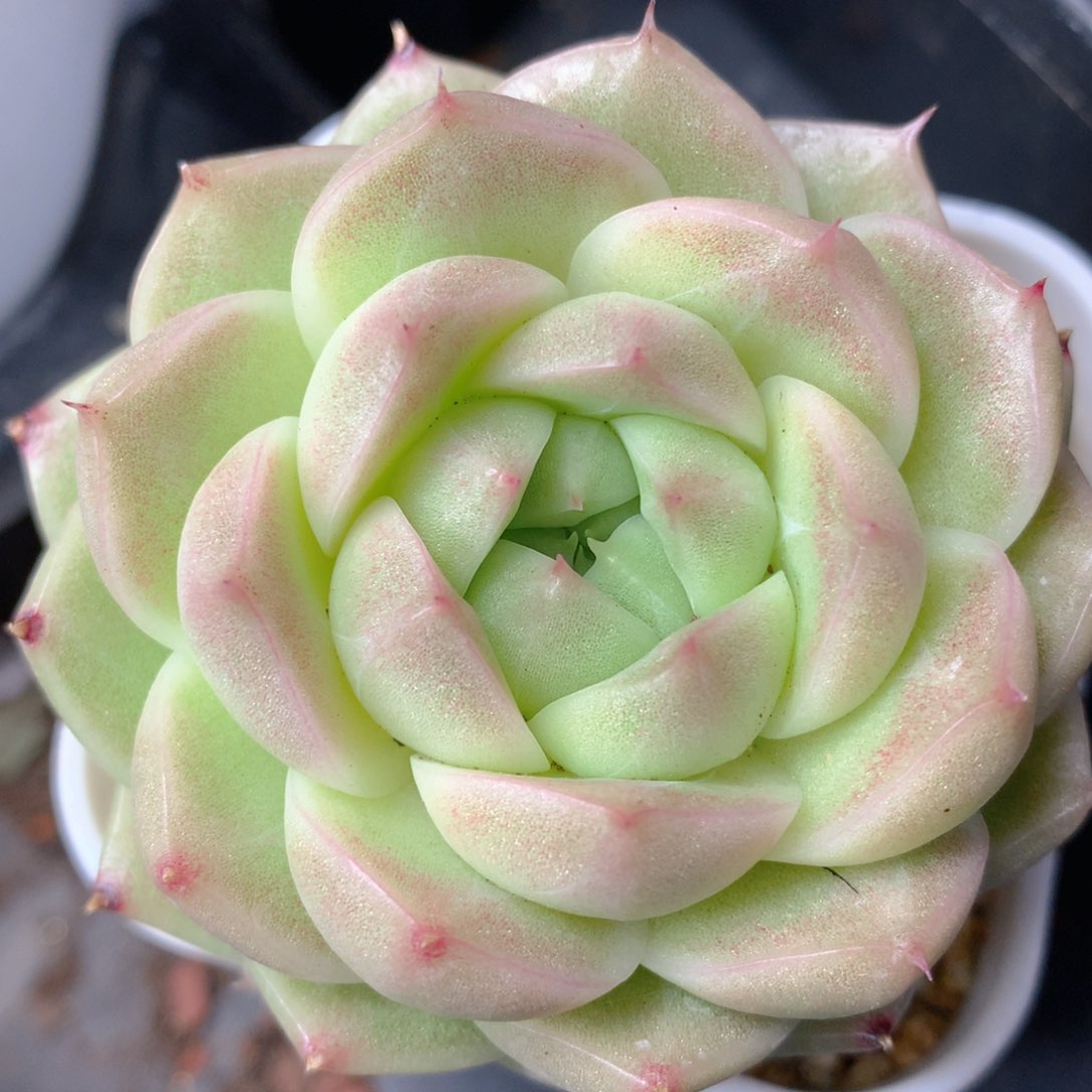 0314-30 麦杆优选