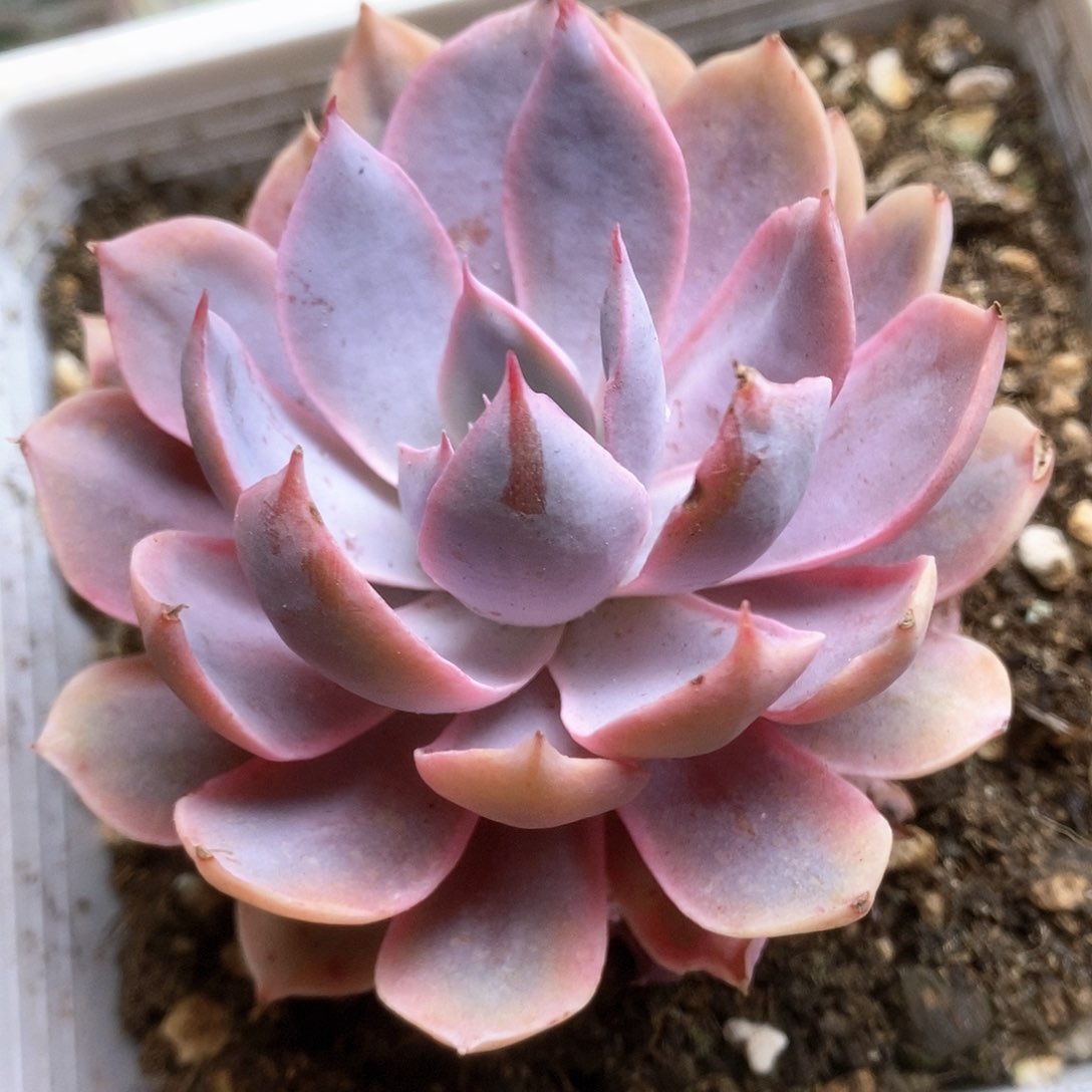 002聘壳锦锦锦锦锦