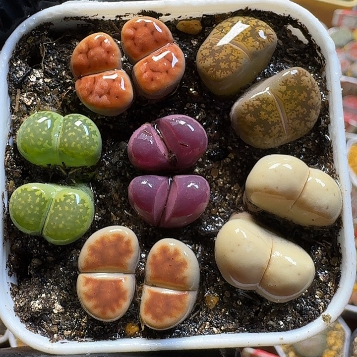 生石花111111。   170