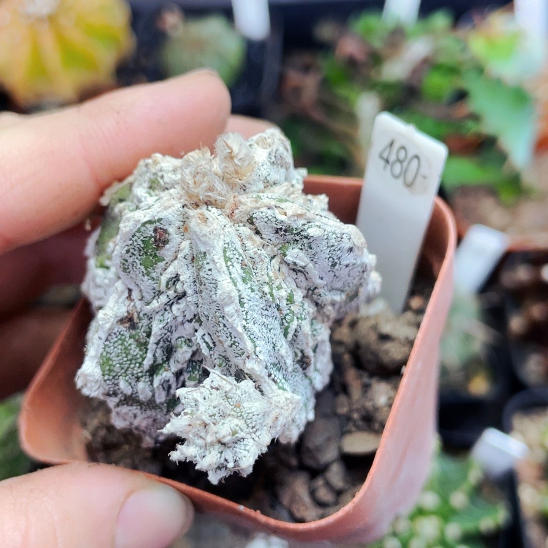 恩冢核桃非偏远地区满25包邮仙人球