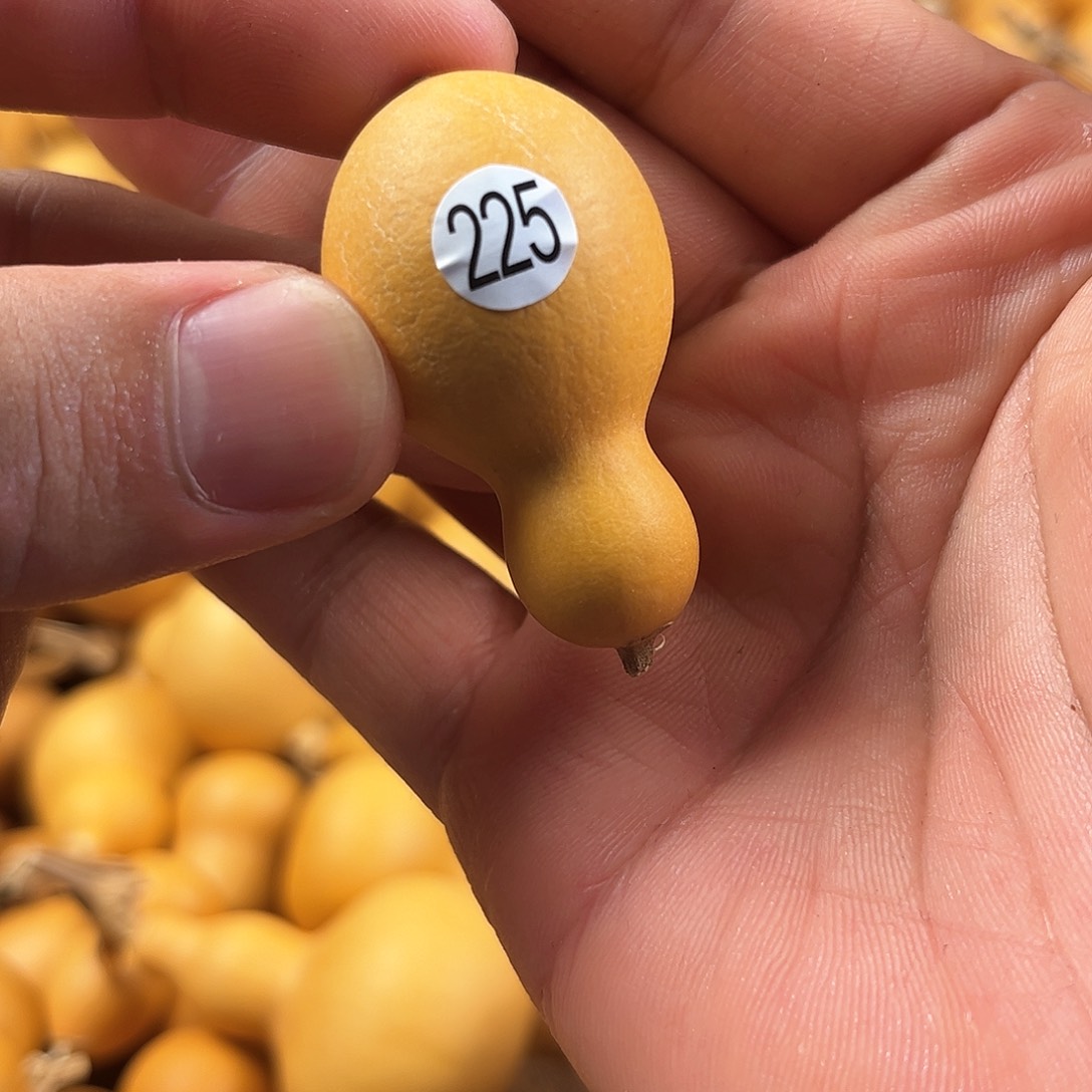 一葫芦葫芦葫芦225